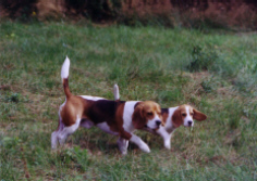 RED BARON KILKENNY