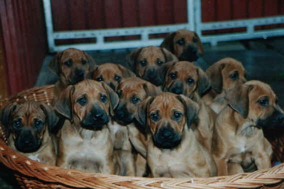 Ein Korb RR - Welpen
